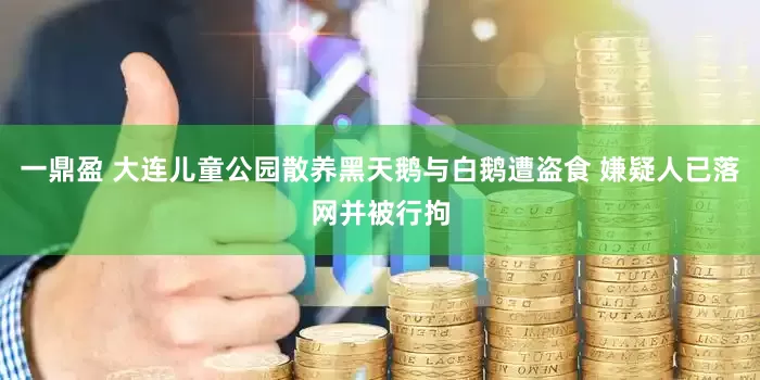 一鼎盈 大连儿童公园散养黑天鹅与白鹅遭盗食 嫌疑人已落网并被行拘